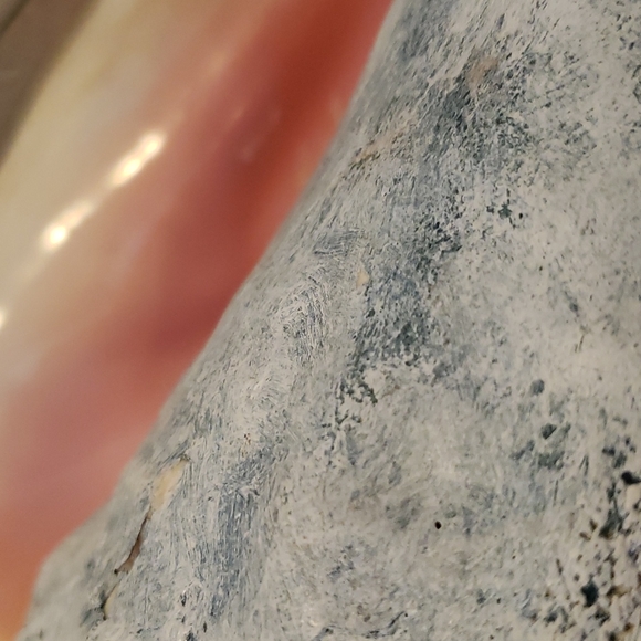 Vintage CONCH Shell - Picture 5 of 9